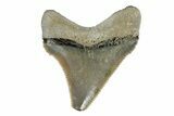 Serrated, Fossil Chubutensis Tooth - Aurora, North Carolina #179808-1